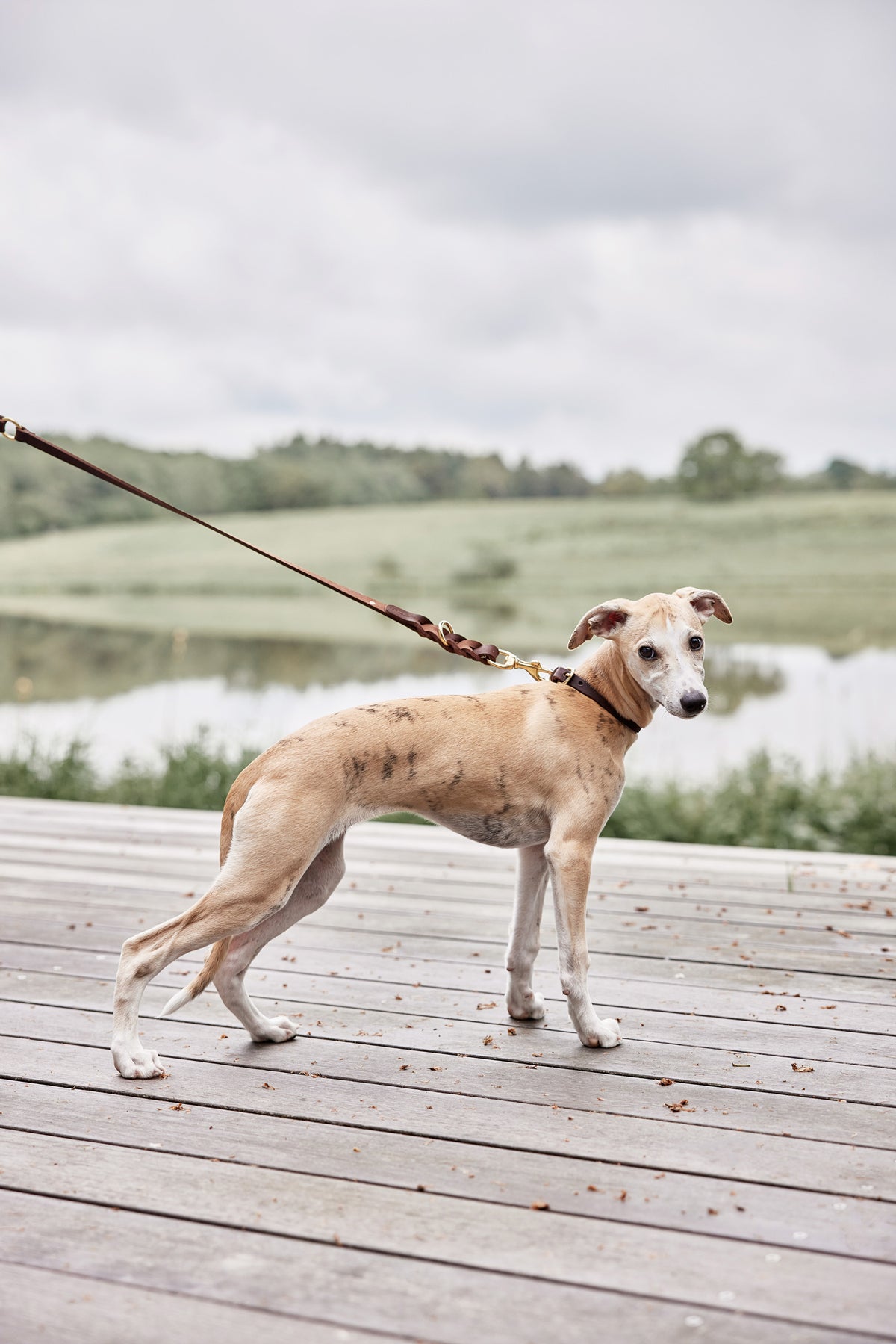 Robin Dog Collar Medium - Choko