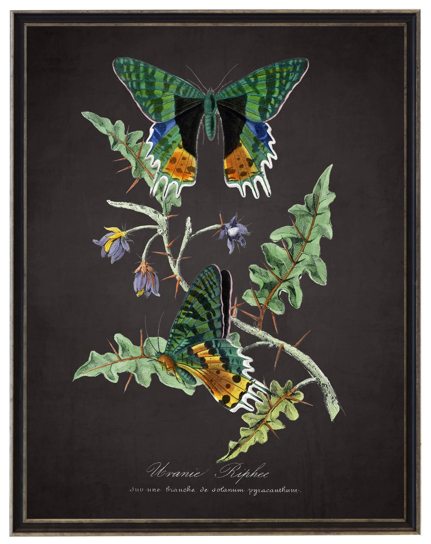 Vintage butterflies and flower print on a distressed black background in a black and brushed silver frame sized 16x20