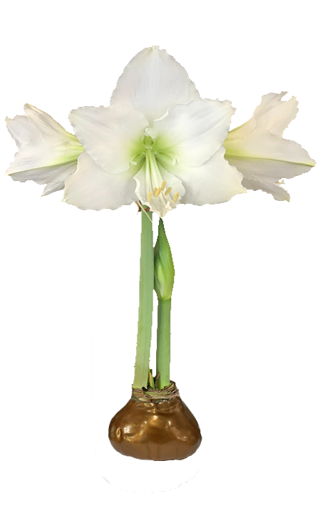White Flower Copper Lacquer Base 36+ 18 Bulbs/Case