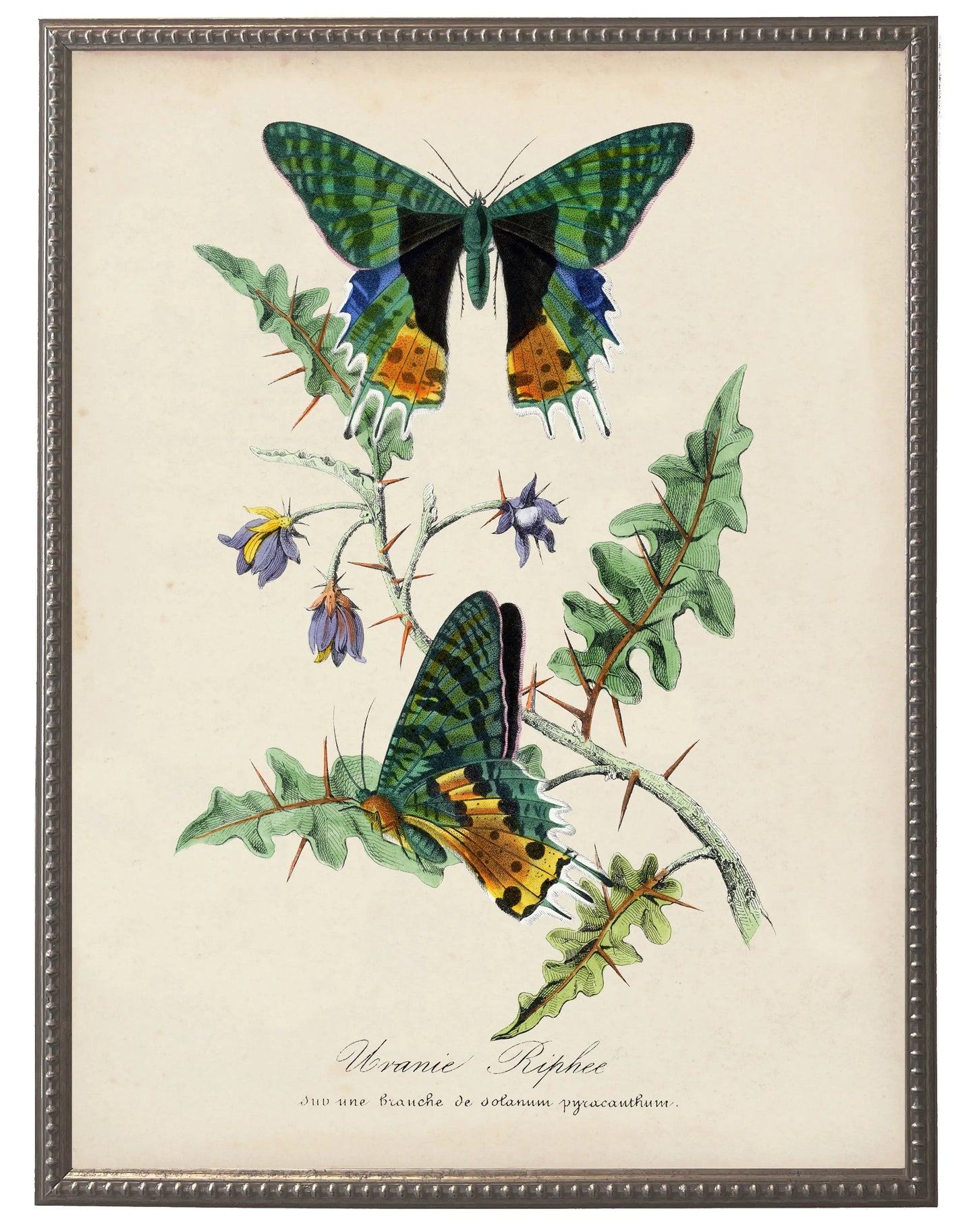 Vintage butterflies and flower print on a distressed background in a beaded pewter frame sized 16x20