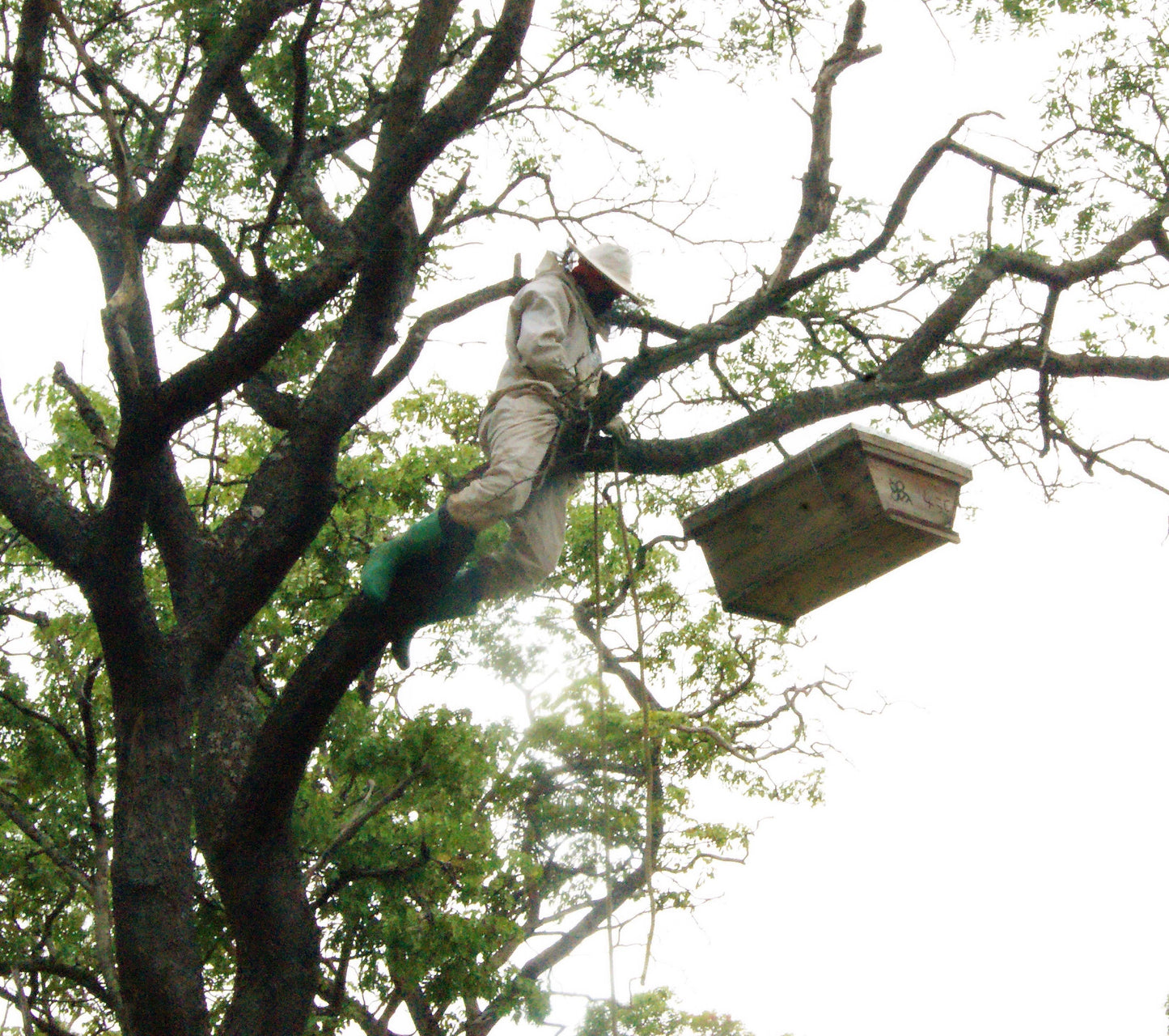Organic Wild Honeydew Forest Honey