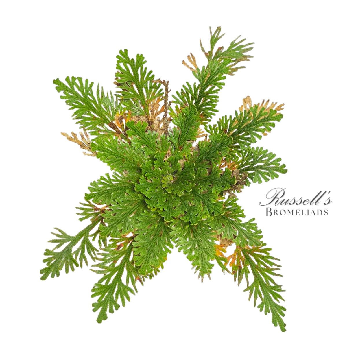 Resurrection Plant