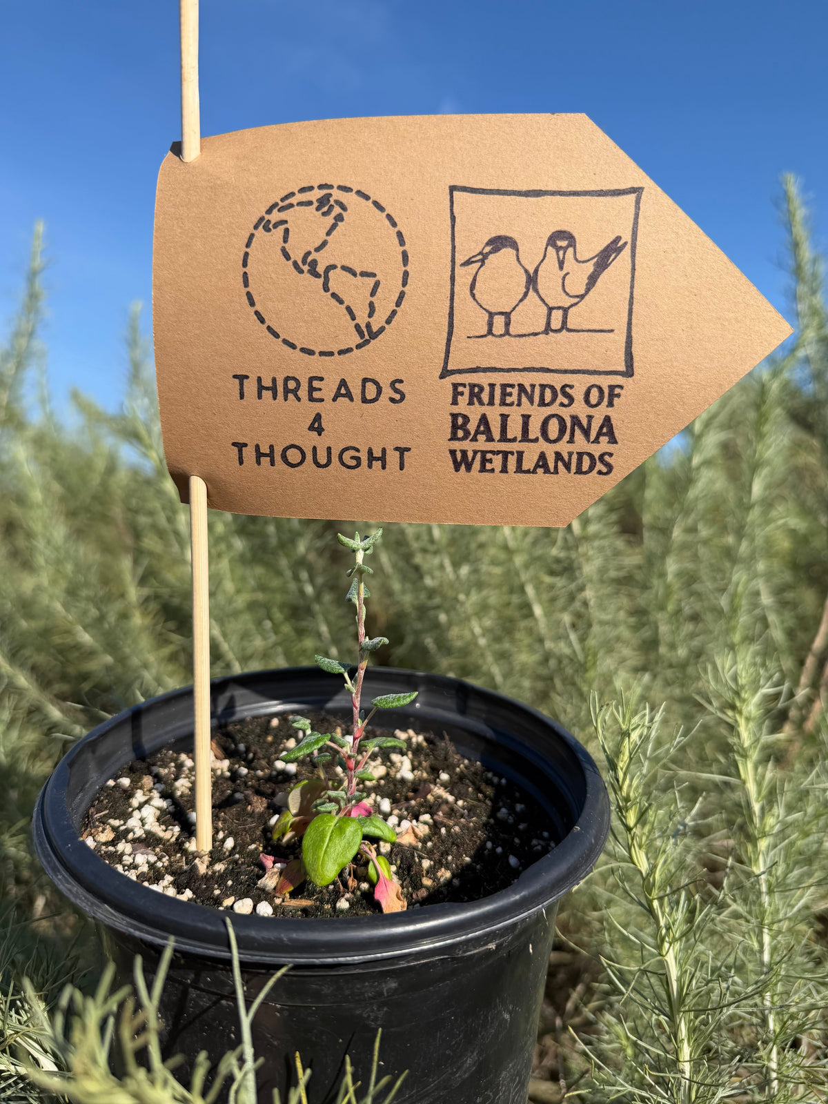 Wildflower Seeds