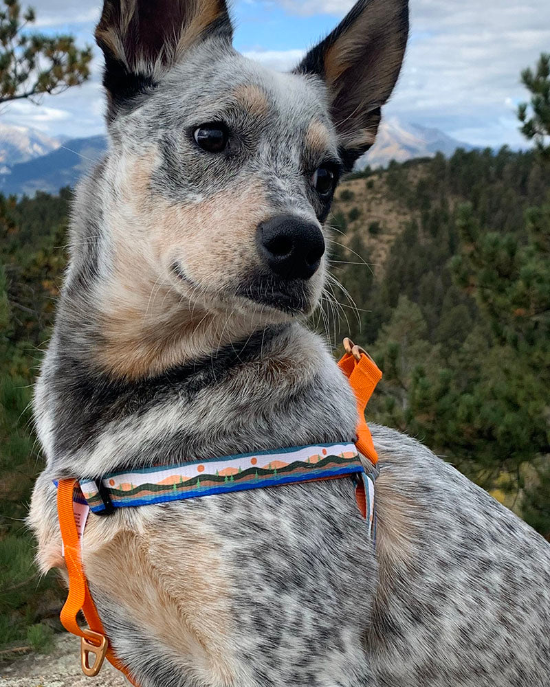(R)evolution™ Woven Dog Harness