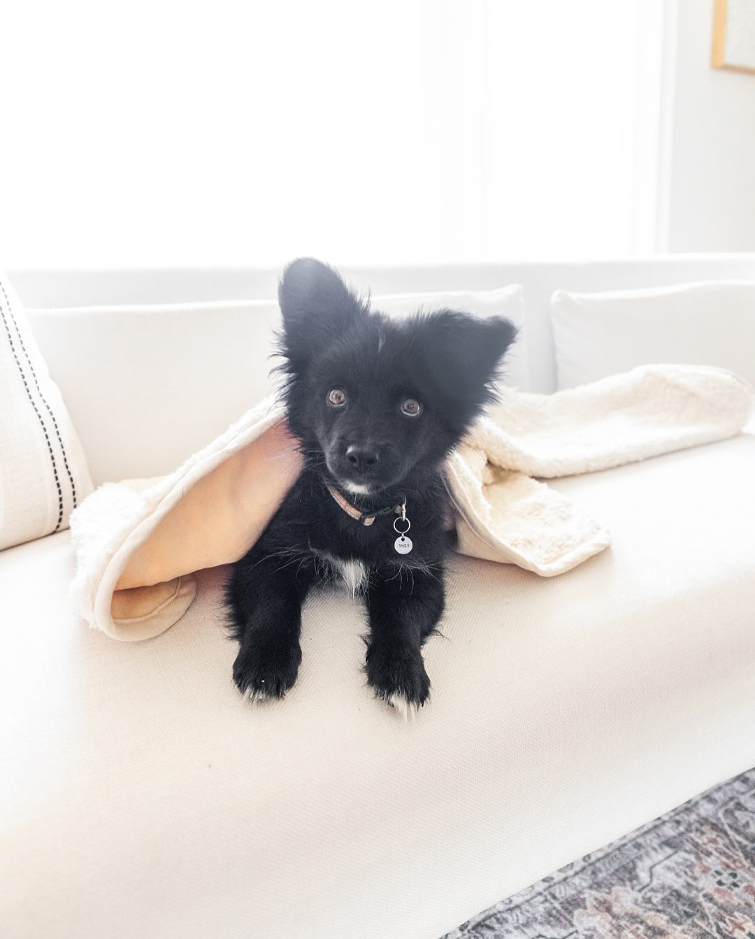 Organic Dog Blanket