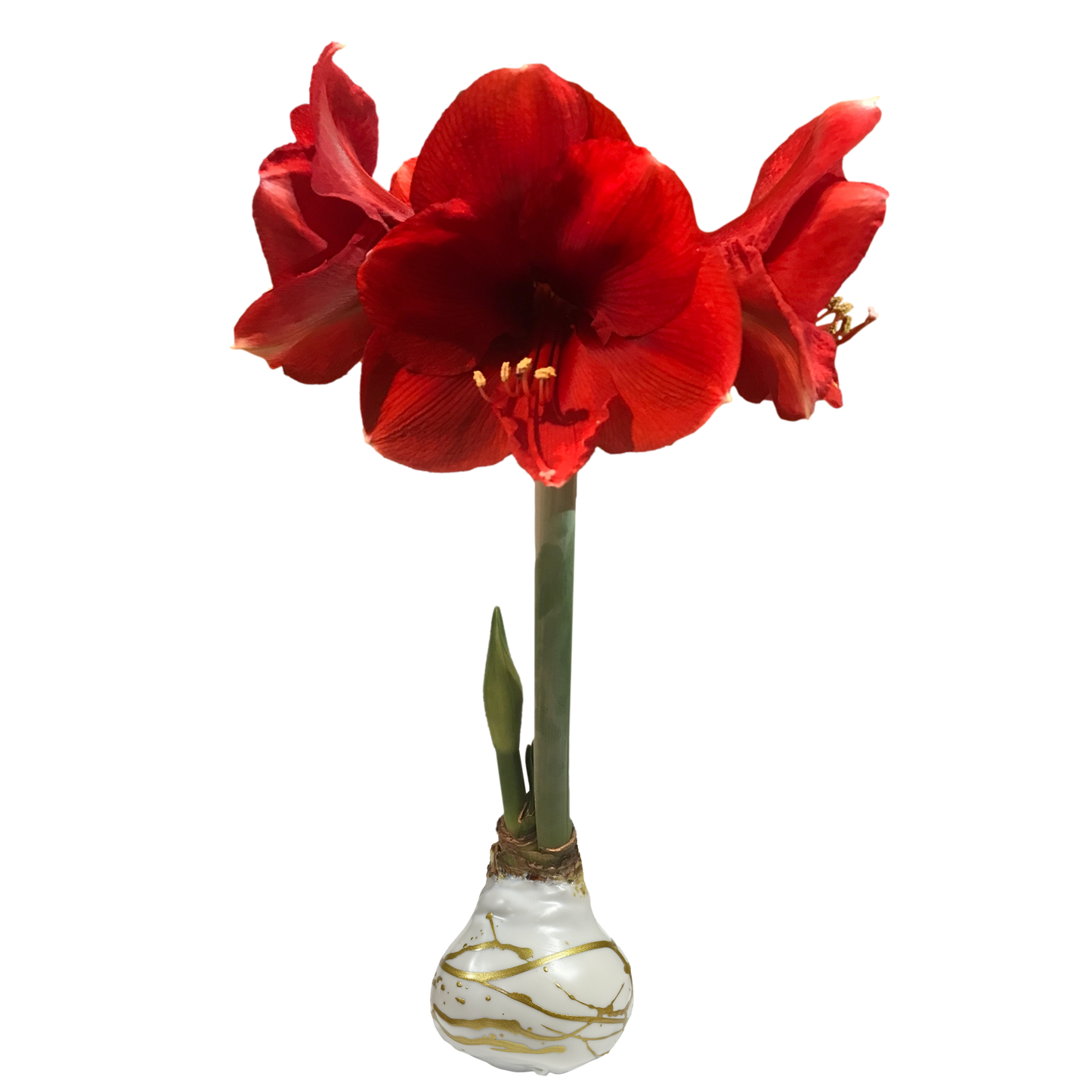 Red Flower Wax Gold Lacquer Splatter Base 36+ 18 Bulbs