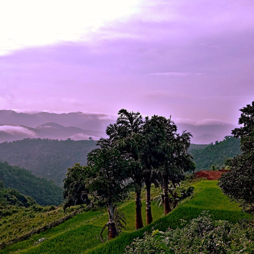 Blue Tansy + Apricot Oil, 100% Organic