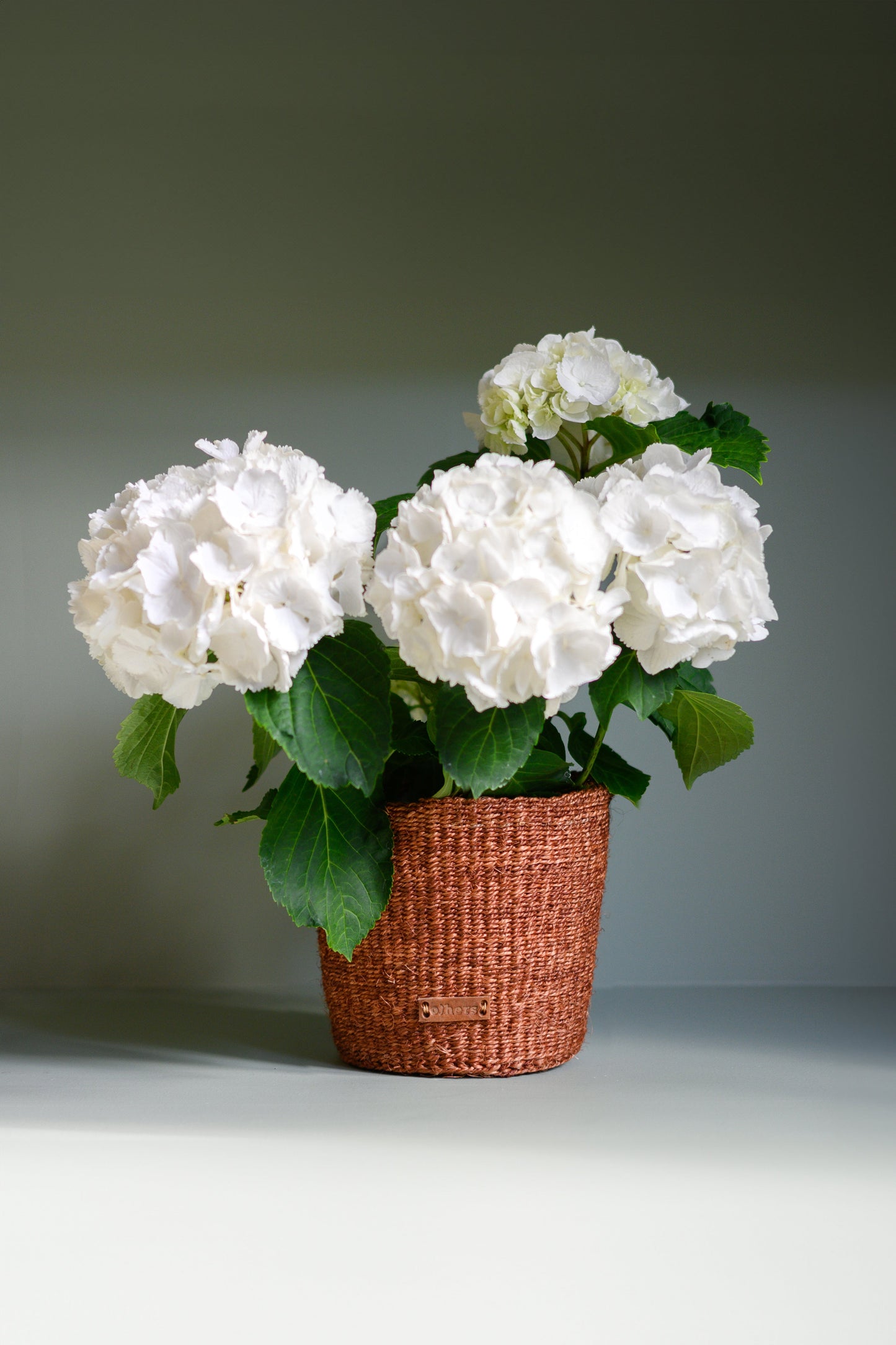 Others Brown and Red Flower Pot