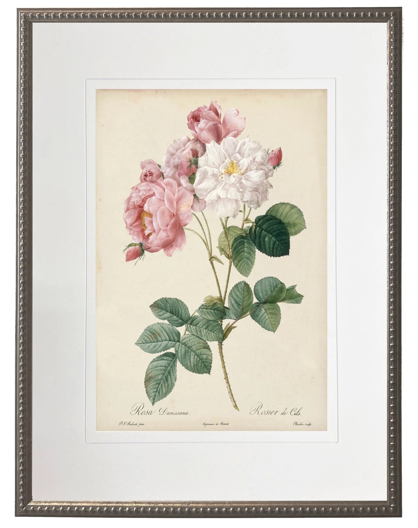 Vintage pink rose print matted in a cream mat in a beaded pewter frame sized 16x20