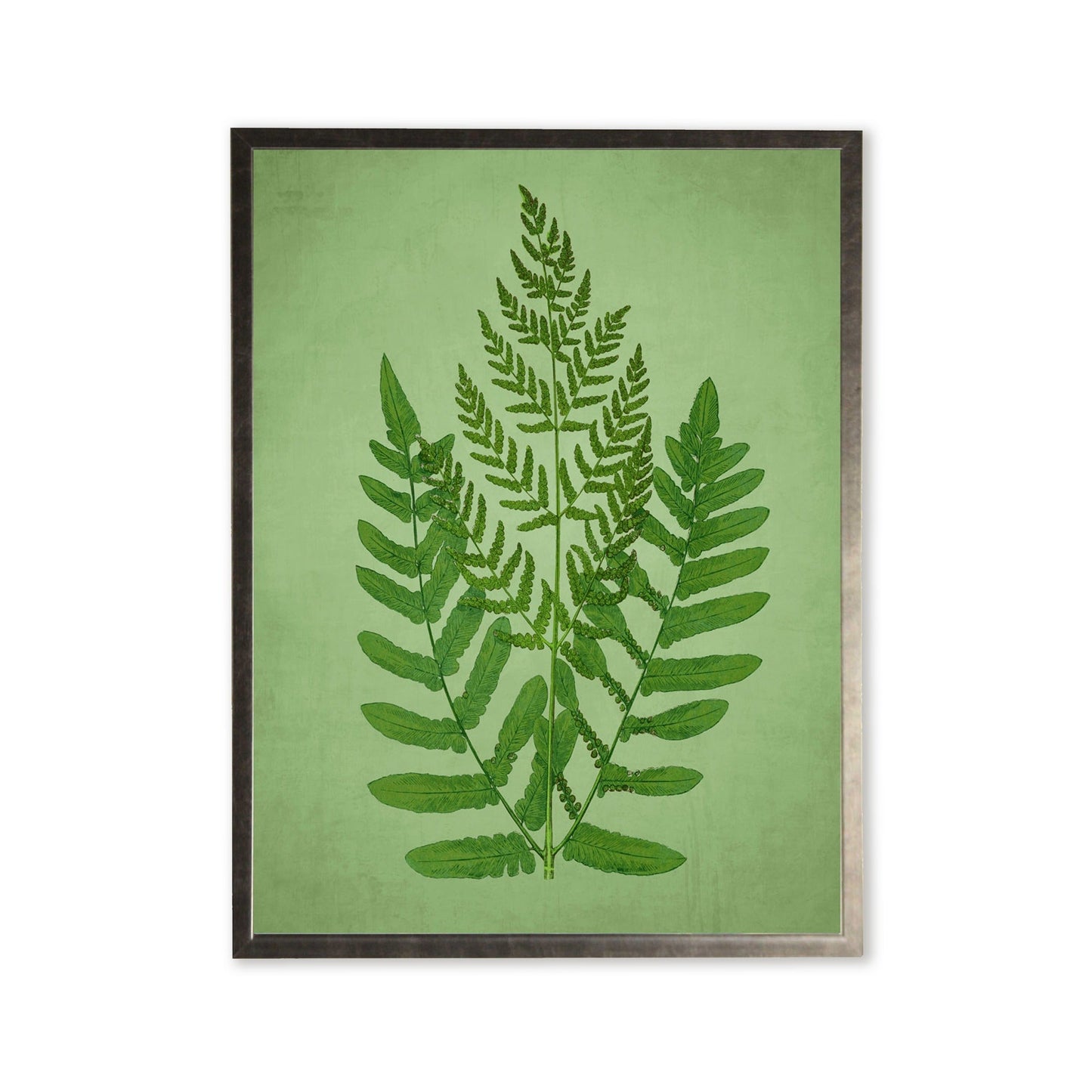 Fern in Silver Frame