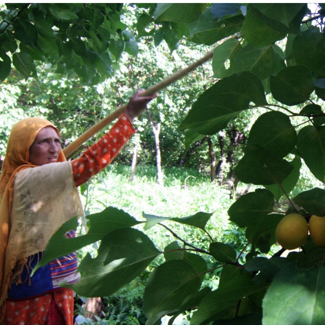 Blue Tansy + Apricot Oil, 100% Organic