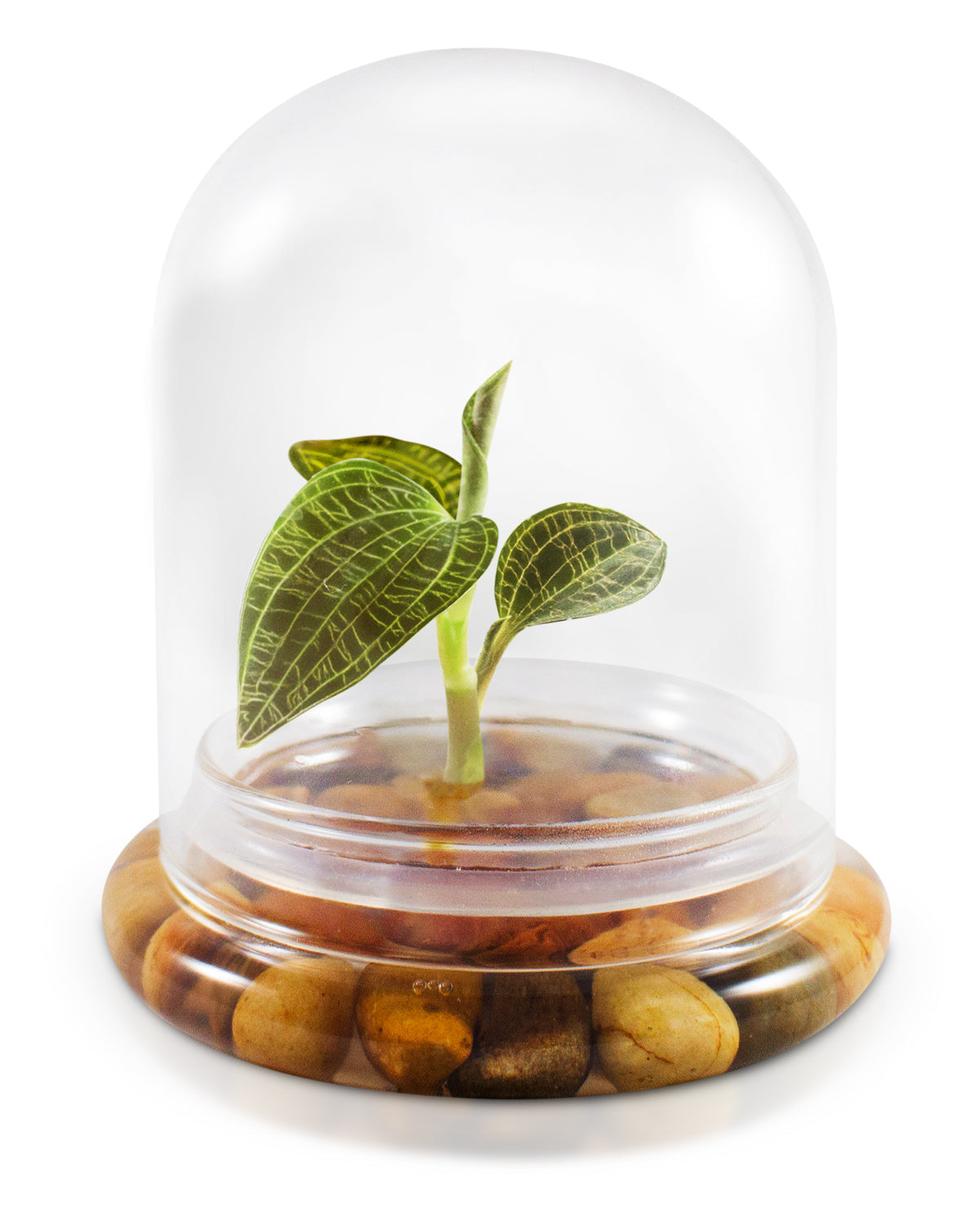 Jewel Orchid Terrarium, Macodes Petola, Great Unique Gift, 100% Growth Guarantee