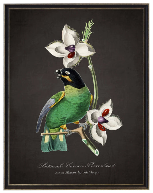 Vintage parakeet and flower print on a distressed black background in a black and brushed silver frame sized 16x20