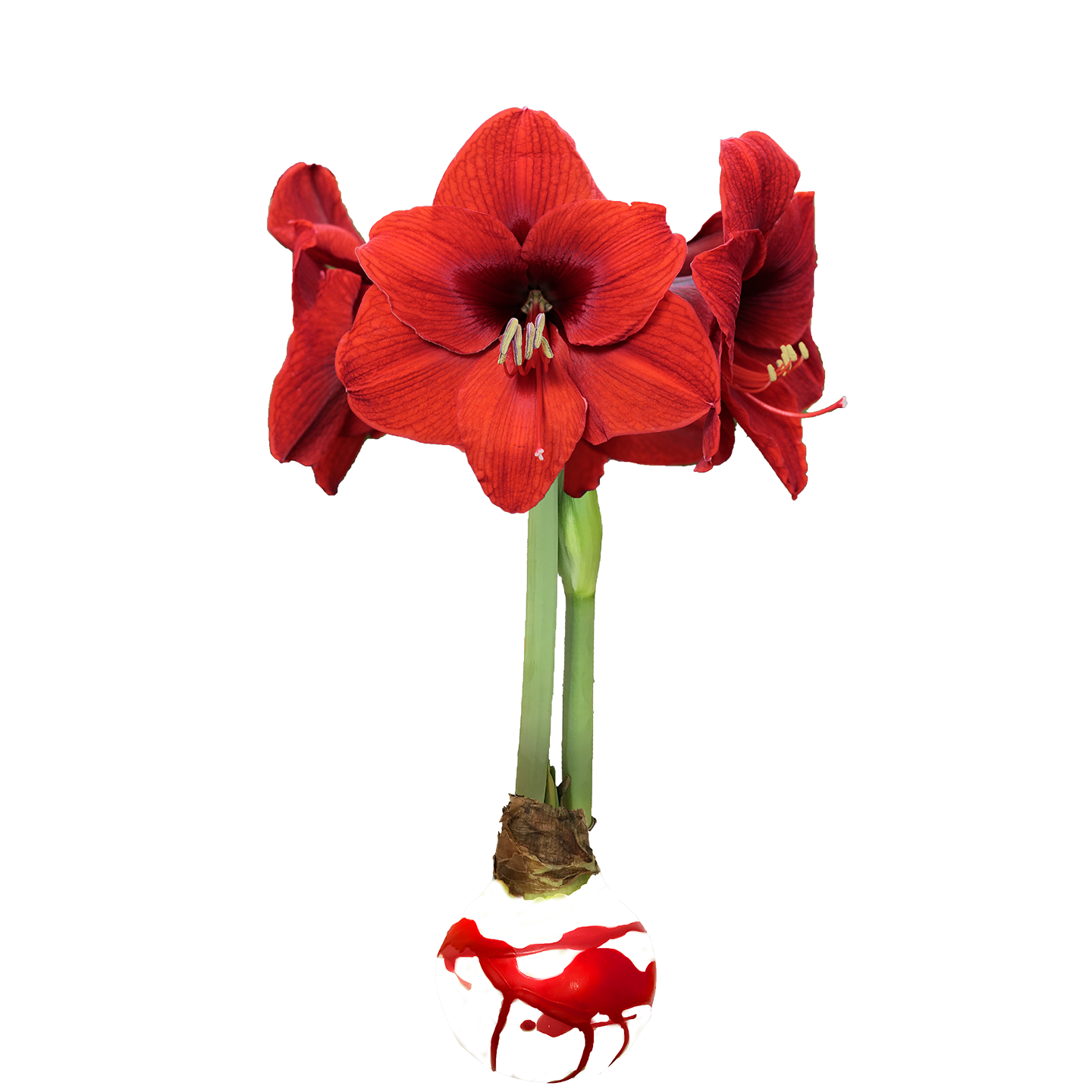 Red Flower White Wax with Red Splatter Base 36+ 18 bulbs