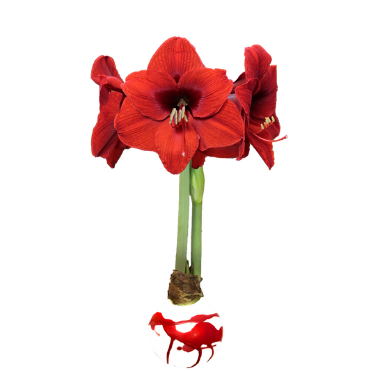 Red Flower White Wax with Red Splatter Base 36+ 18 bulbs