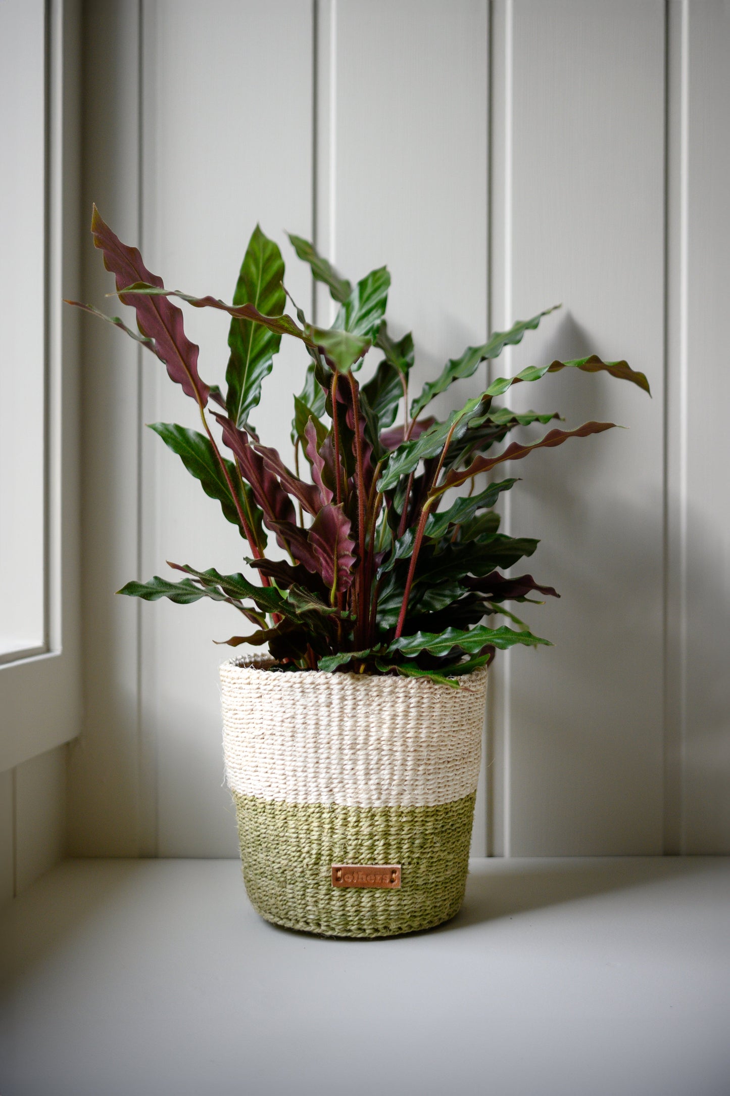 Others Striped Green Flower Pot