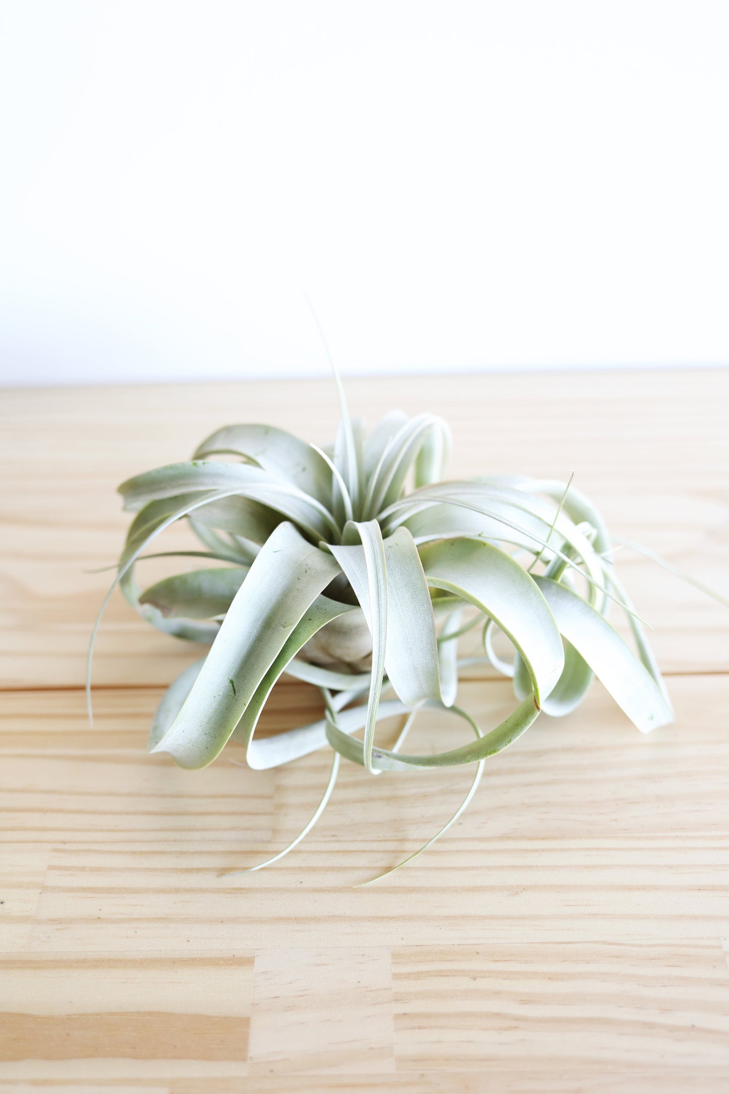 Air Plant Xerographica