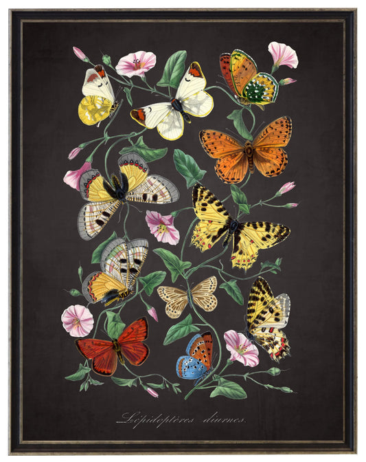 Vintage butterflies and flower print on a distressed black background in a black and brushed silver frame sized 16x20