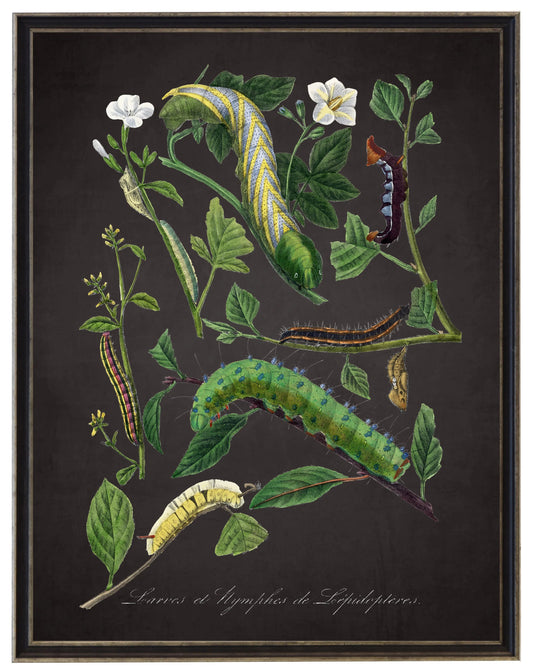 Vintage caterpillar and flower print on a distressed black background in a black and brushed silver frame sized 16x20