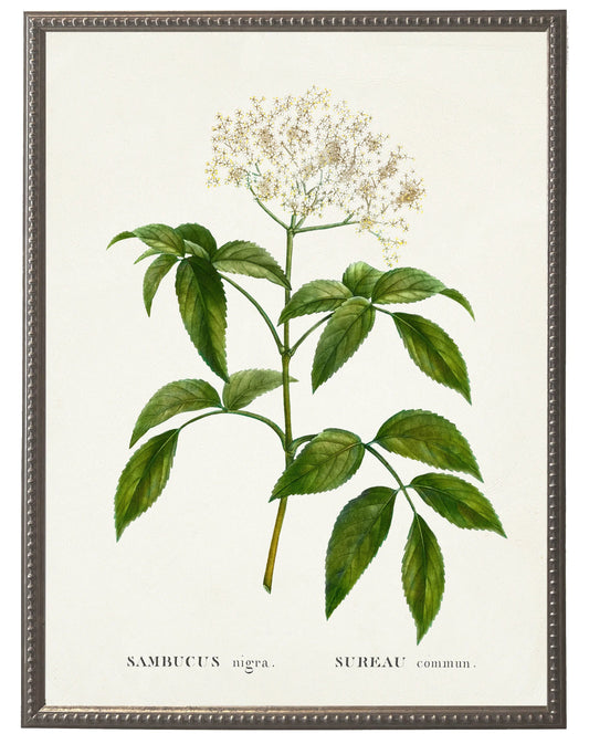 Surreau white flower on white background