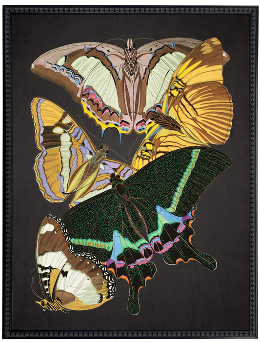 Vintage bright multi butterfly print on a distressed black background in a beaded black frame sized 18x24