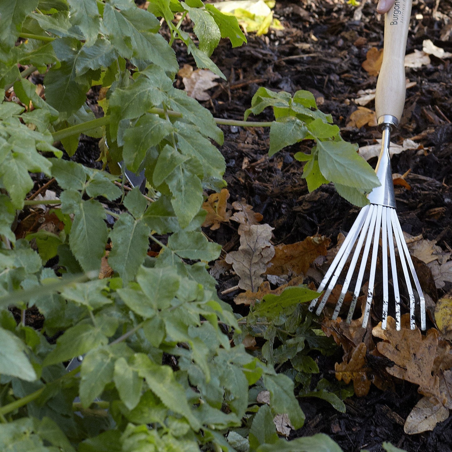 Burgon & Ball® Mid-Handled Stainless Steel Shrub Rake, RHS Endorsed