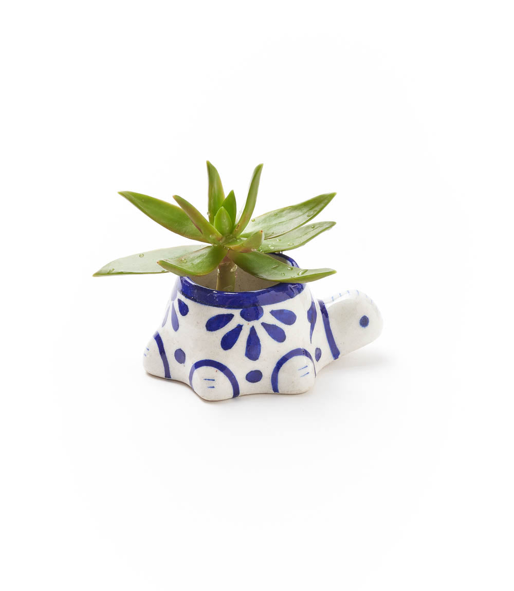 Lalita Baby Turtle Mini Succulent Planter - White, Blue Hand Painted - Osadia Concept Store