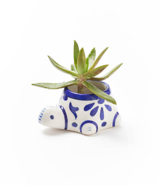 Lalita Baby Turtle Mini Succulent Planter - White, Blue Hand Painted - Osadia Concept Store