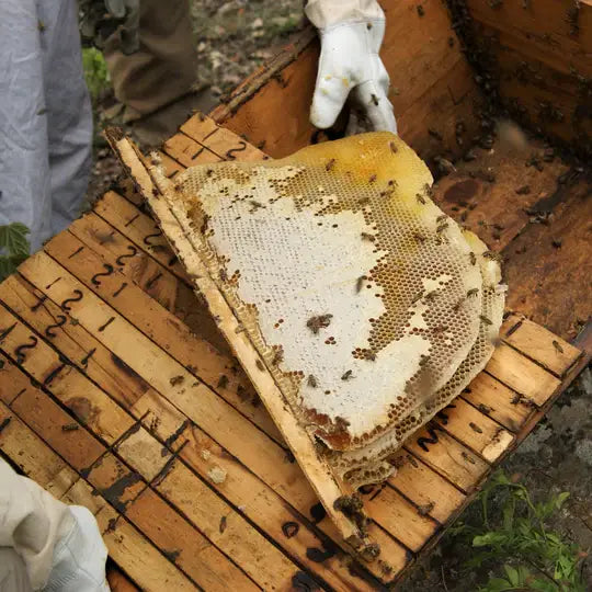 Smoked Woodland Honey - Single Origin Raw Unrefined Honey