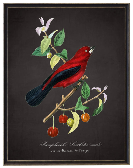 Vintage raphocelus and flower print on a distressed black background in a black and brushed silver frame sized 16x20