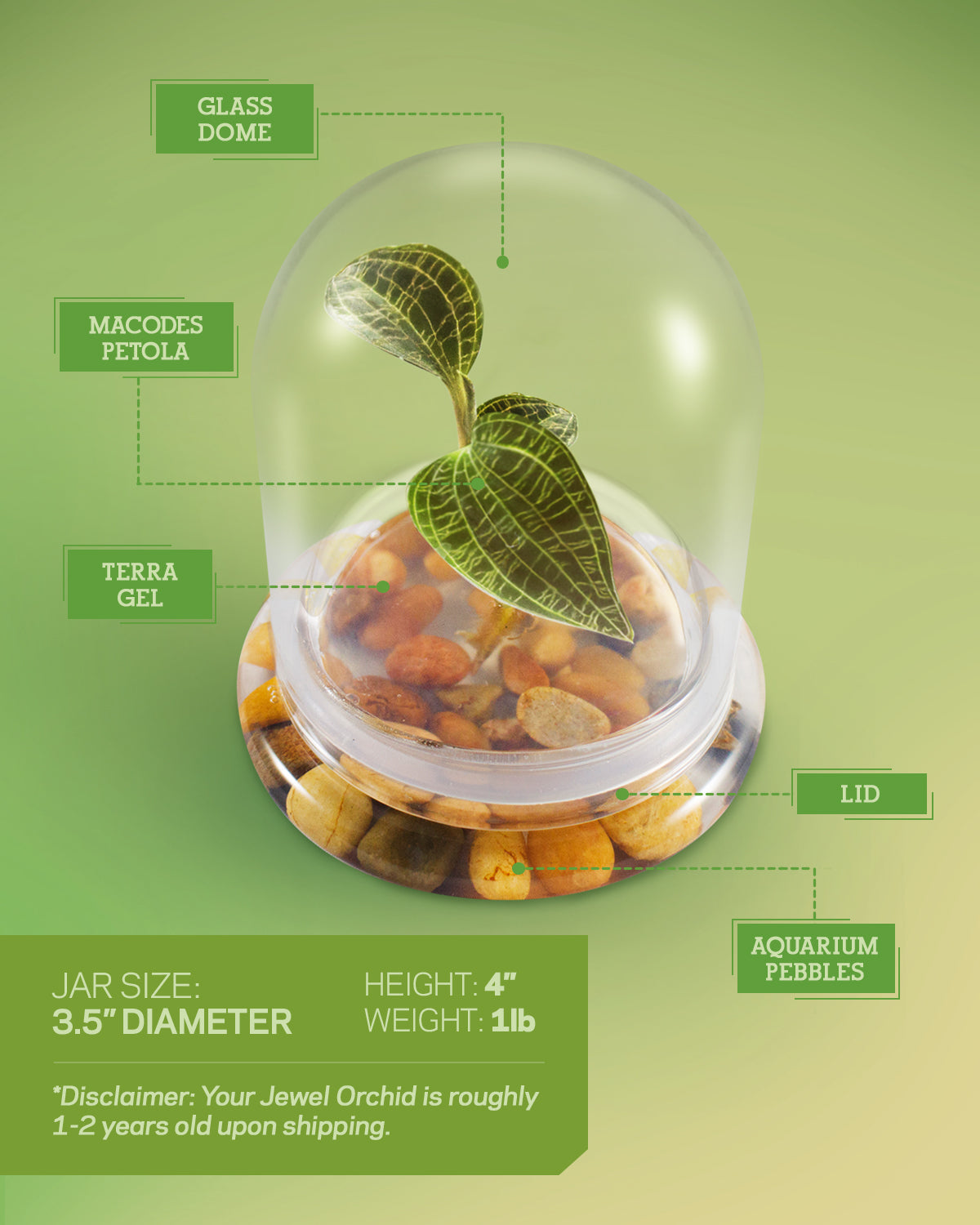 Jewel Orchid Terrarium, Macodes Petola, Great Unique Gift, 100% Growth Guarantee