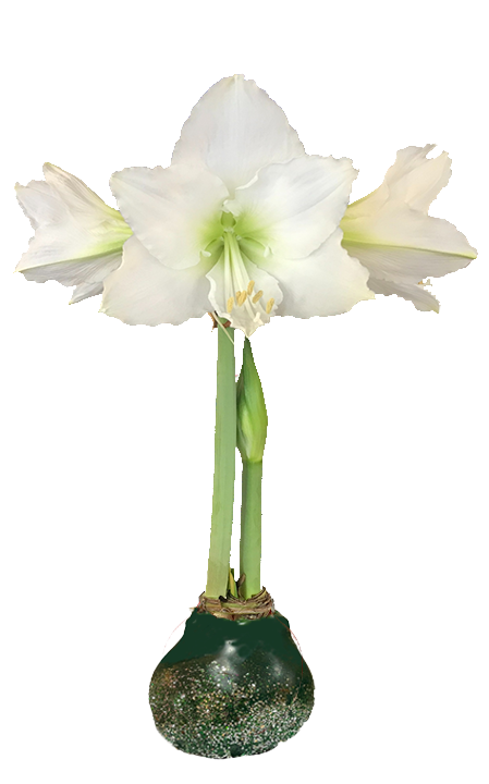 White Flower Green Wax Silver Glitter Base 36+ 18 Bulbs/Case
