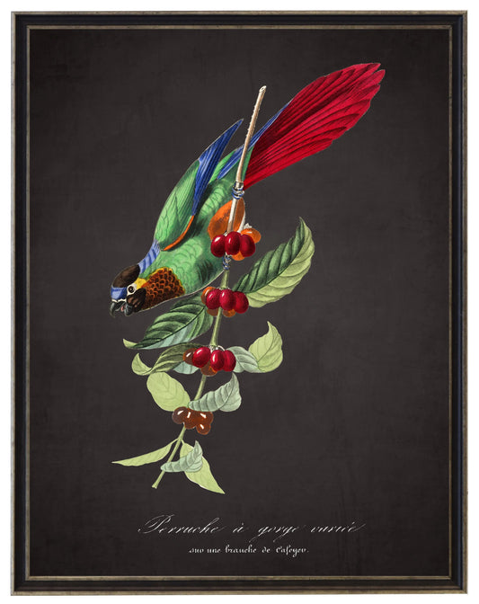 Vintage parakeet and flower print on a distressed black background in a black and brushed silver frame sized 16x20
