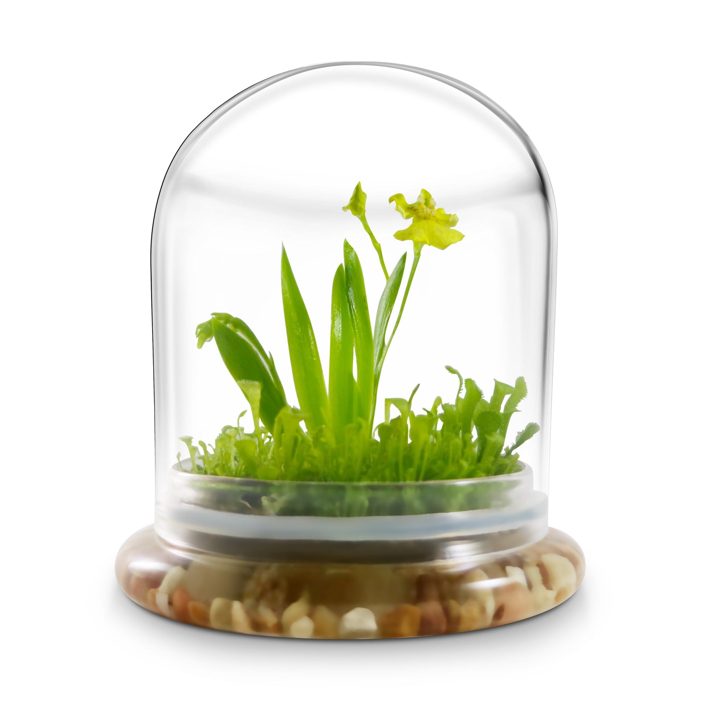 Everlasting Orchid Terrarium with Sundew Moss - Psygmorchis Pusilla – Self growing, Maintenance free, Unique Gift.