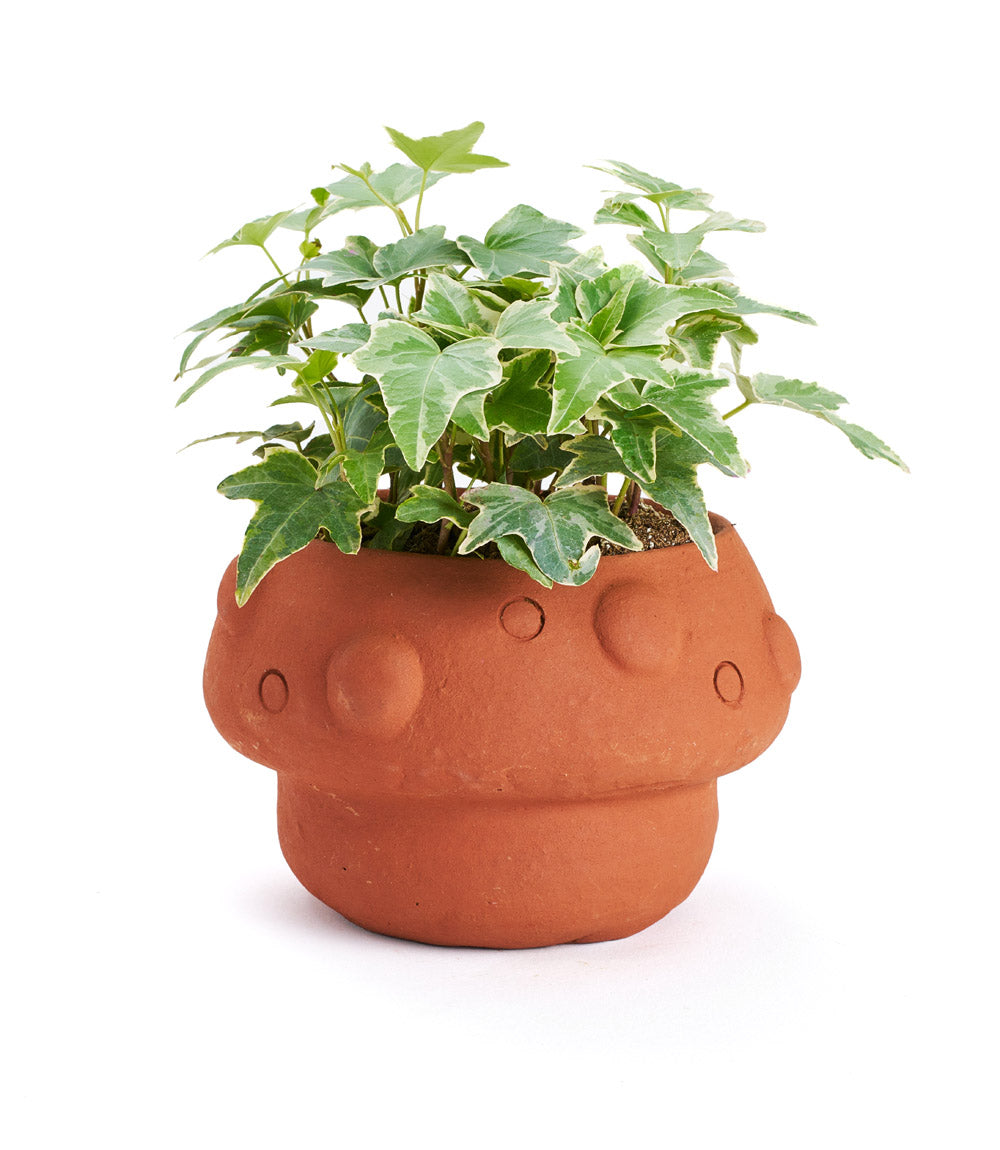 Rakshana Mushroom Plant Pot - Terracotta - Osadia Concept Store