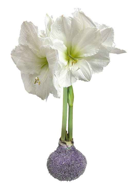 White Flower Lavender Petal Base 36+ 18 Bulbs/Case