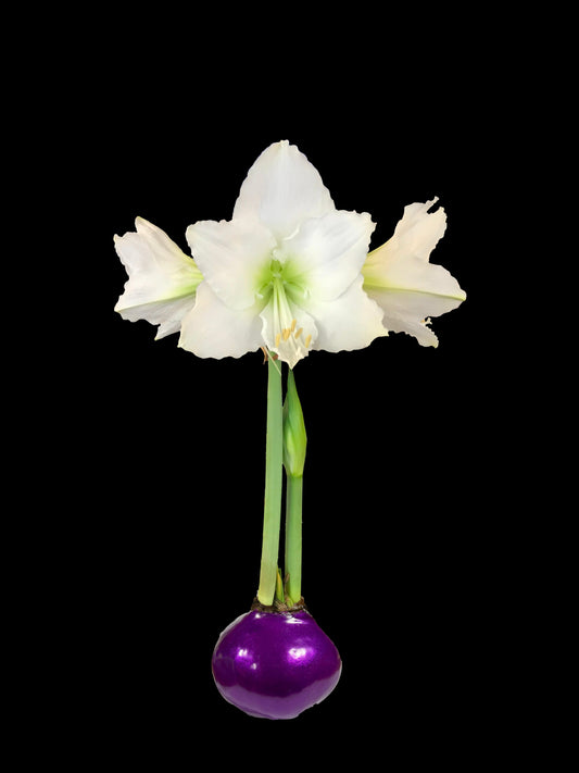 White Flower Purple Lacquer Base 36+ 18 Bulbs/Case