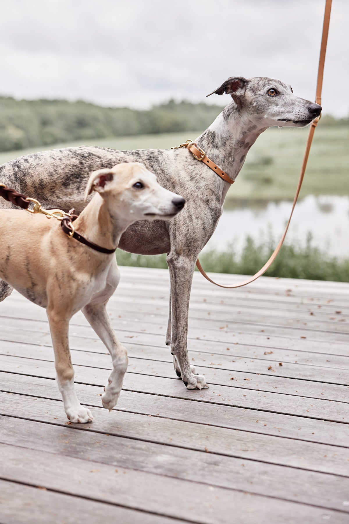 Robin Dog Collar Extra Large - Natural