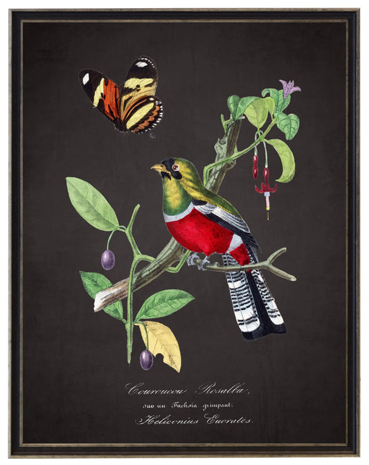 Vintage crimson rosella and flower print on a distressed black background in a black and brushed silver frame sized 16x20
