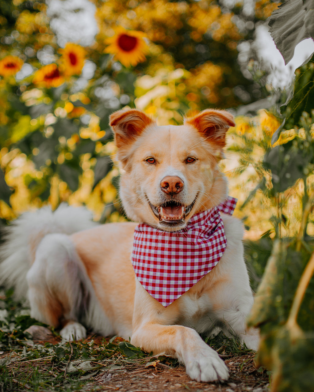 GINGHAM BANDANA