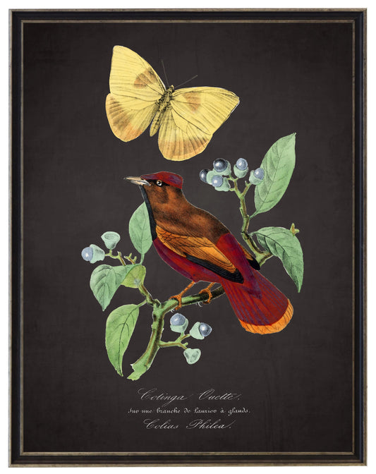 Vintage lark and flower print on a distressed black background in a black and brushed silver frame sized 16x20