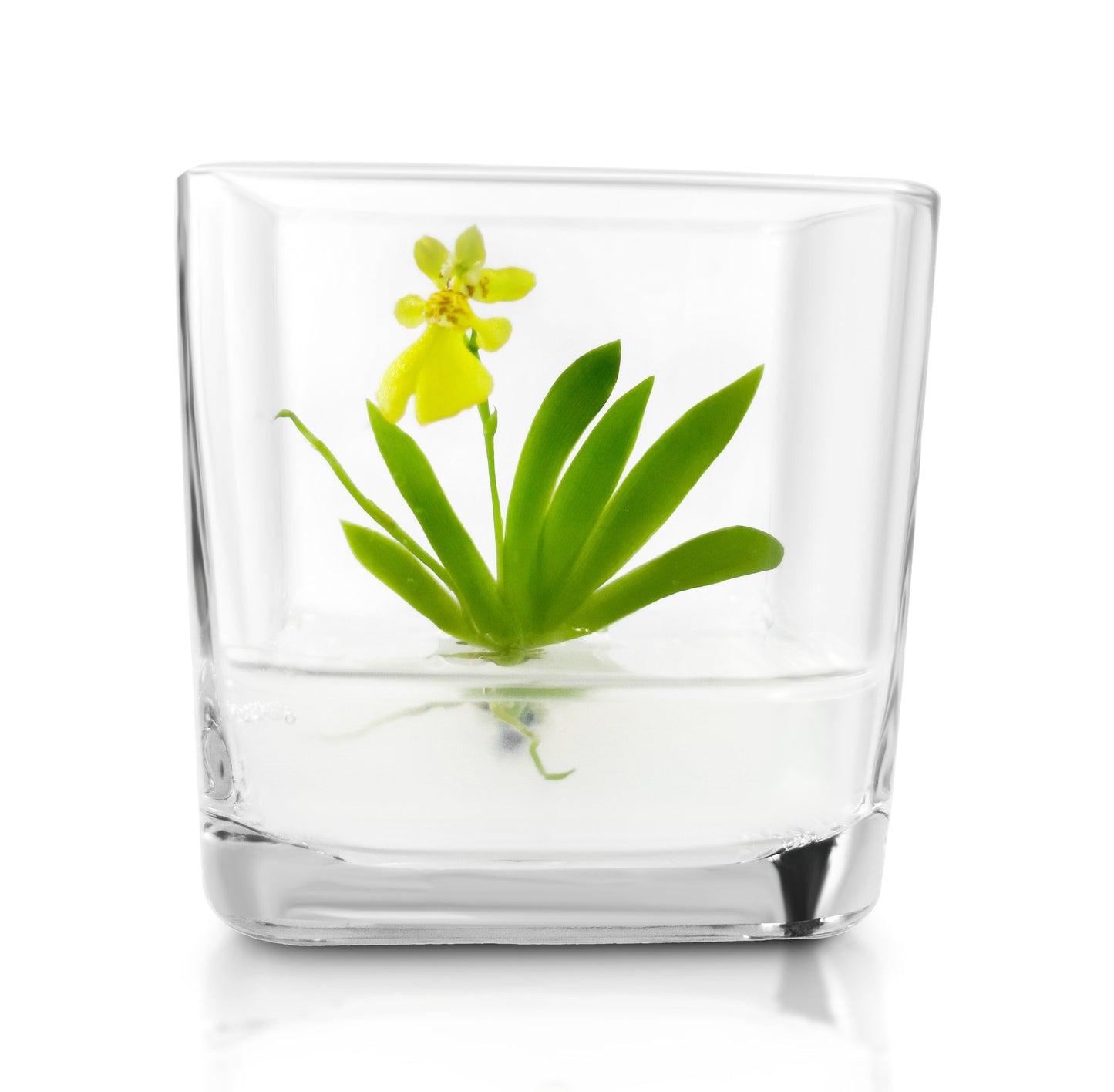 Orchid Bonsai, Psygmorchis Pusilla, Open Pot Design, Beautiful Glass Votive