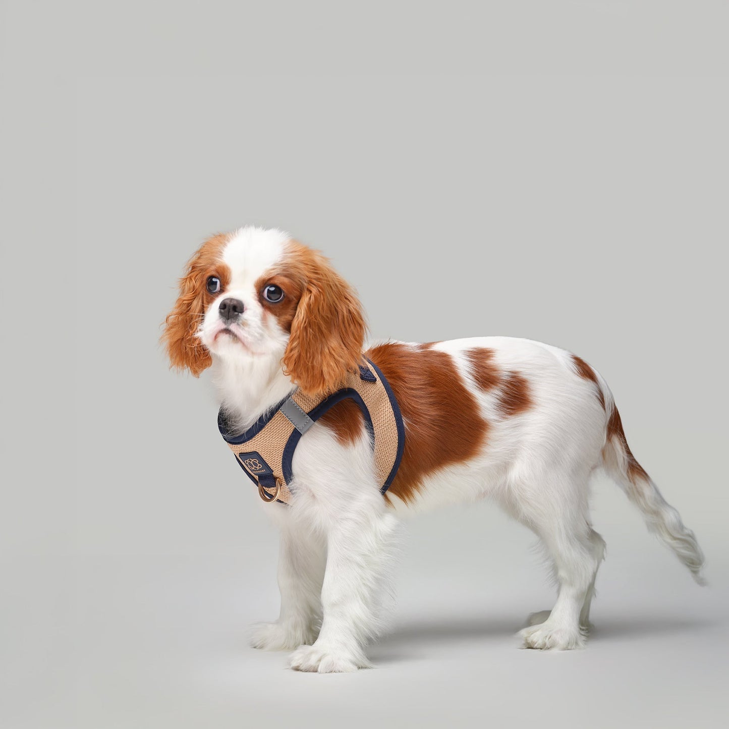 City Leash Set - Hamptons
