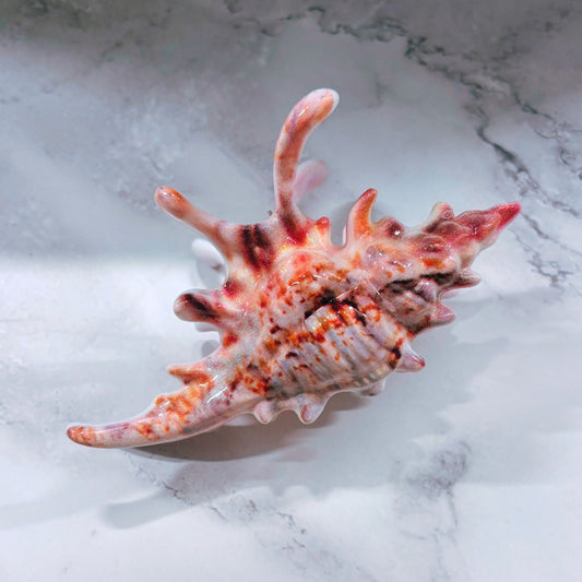 Velvet Claws Realistic Conch Shell Hair Claw in Natural Brown and White | Claw Clip in Velvet Travel Bag