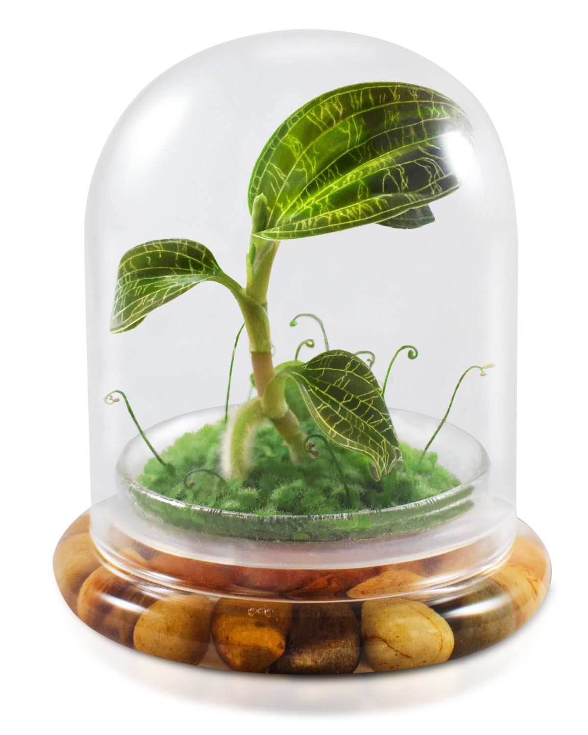 Jewel Orchid Terrarium, Macodes Petola, Great Unique Gift, 100% Growth Guarantee