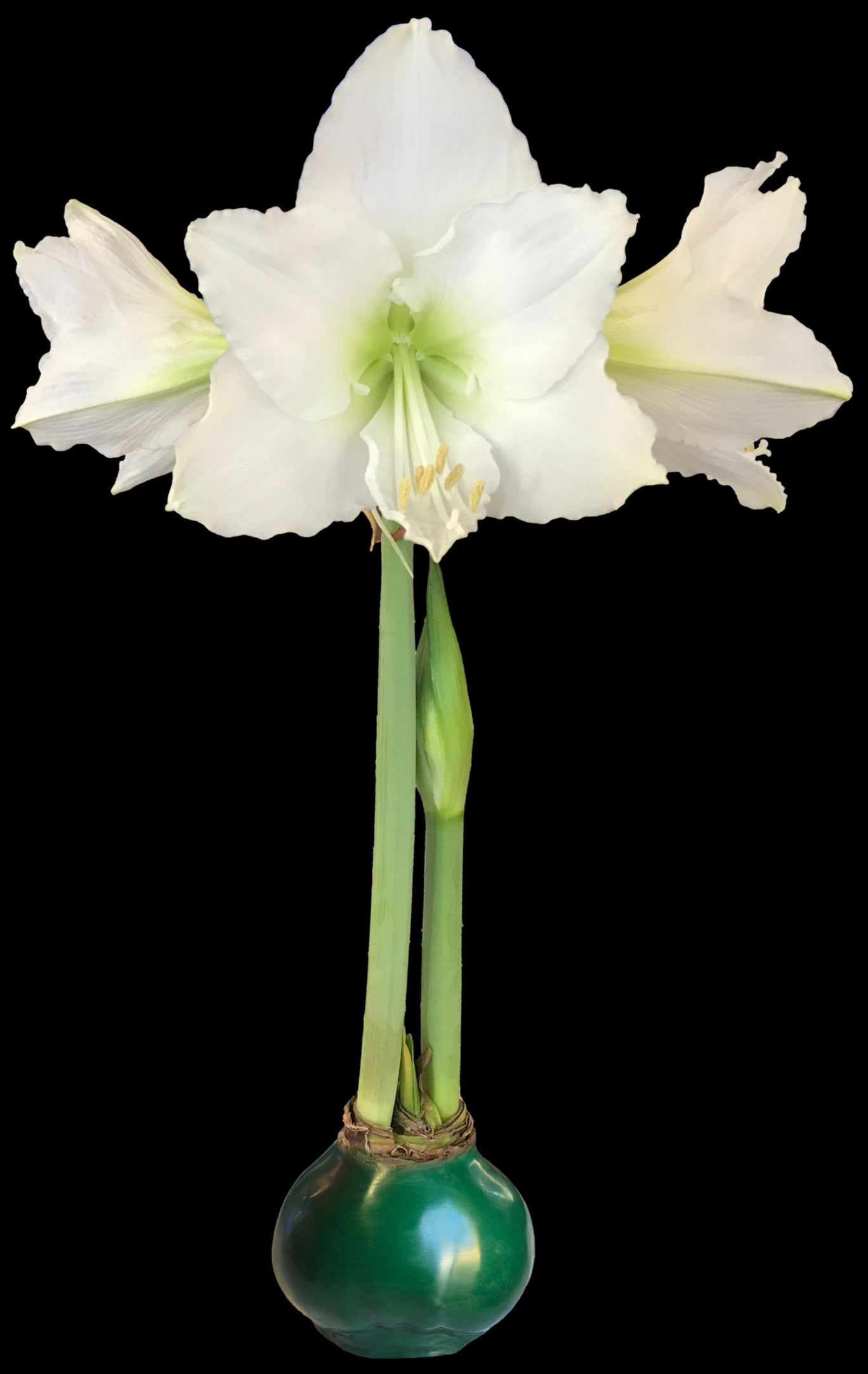 White Flower Green Wax Base 36+ 18 Bulbs/Case