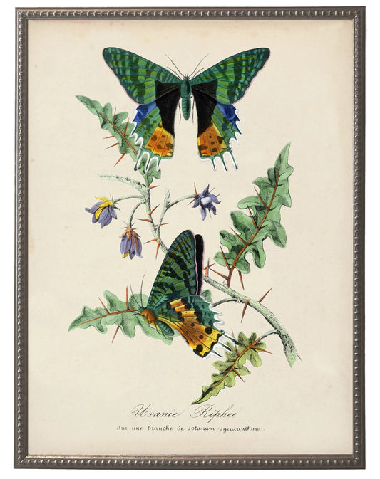 Vintage butterflies and flower print on a distressed background in a beaded pewter frame sized 16x20
