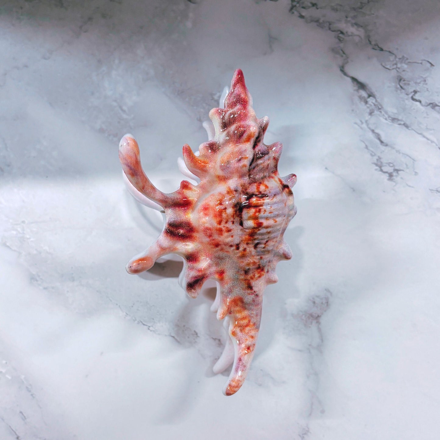 Velvet Claws Realistic Conch Shell Hair Claw in Natural Brown and White | Claw Clip in Velvet Travel Bag