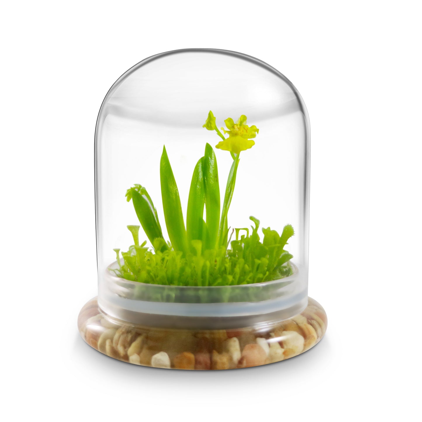 Everlasting Orchid Terrarium with Sundew Moss - Psygmorchis Pusilla – Self growing, Maintenance free, Unique Gift.