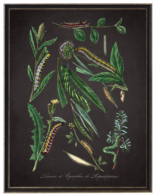 Vintage caterpillar and flower print on a distressed black background in a black and brushed silver frame sized 16x20